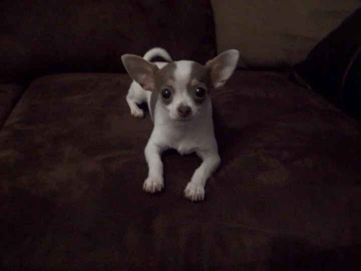 Jojo - Love Comes in Small Packages