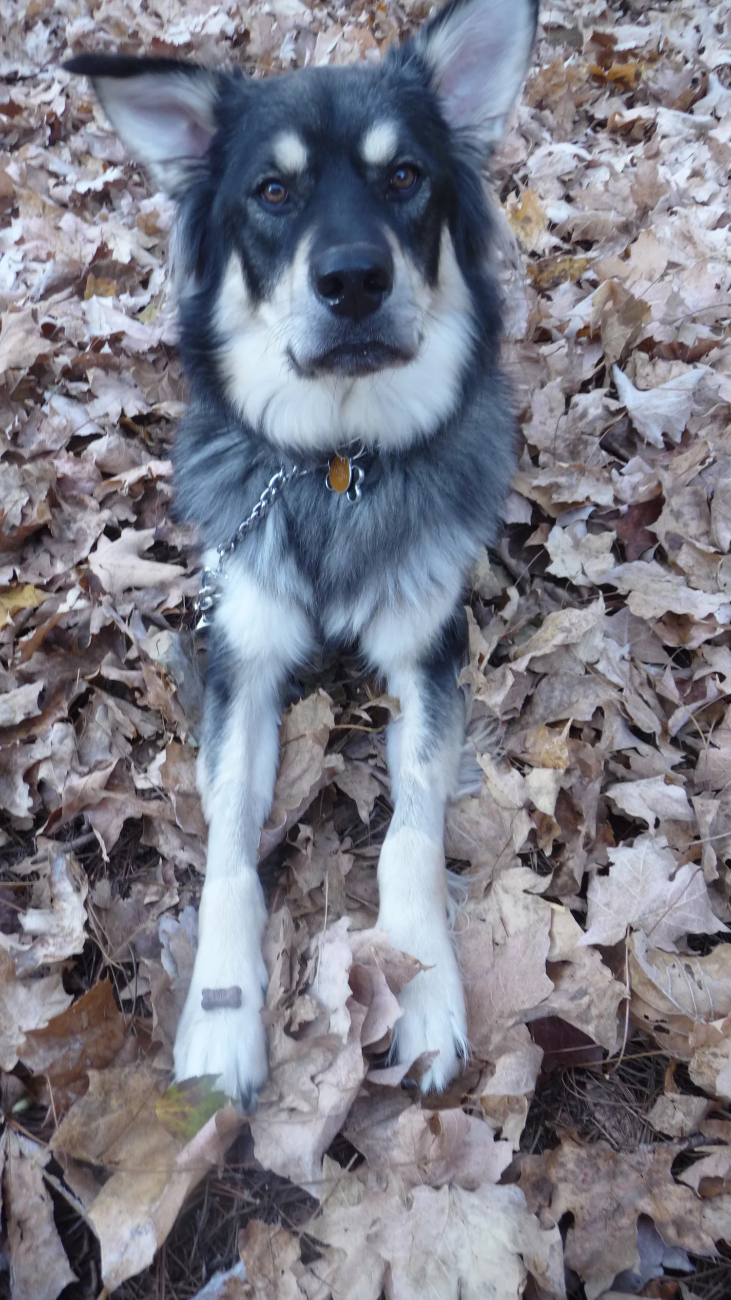 A Gentle Giant, Sasha's Story