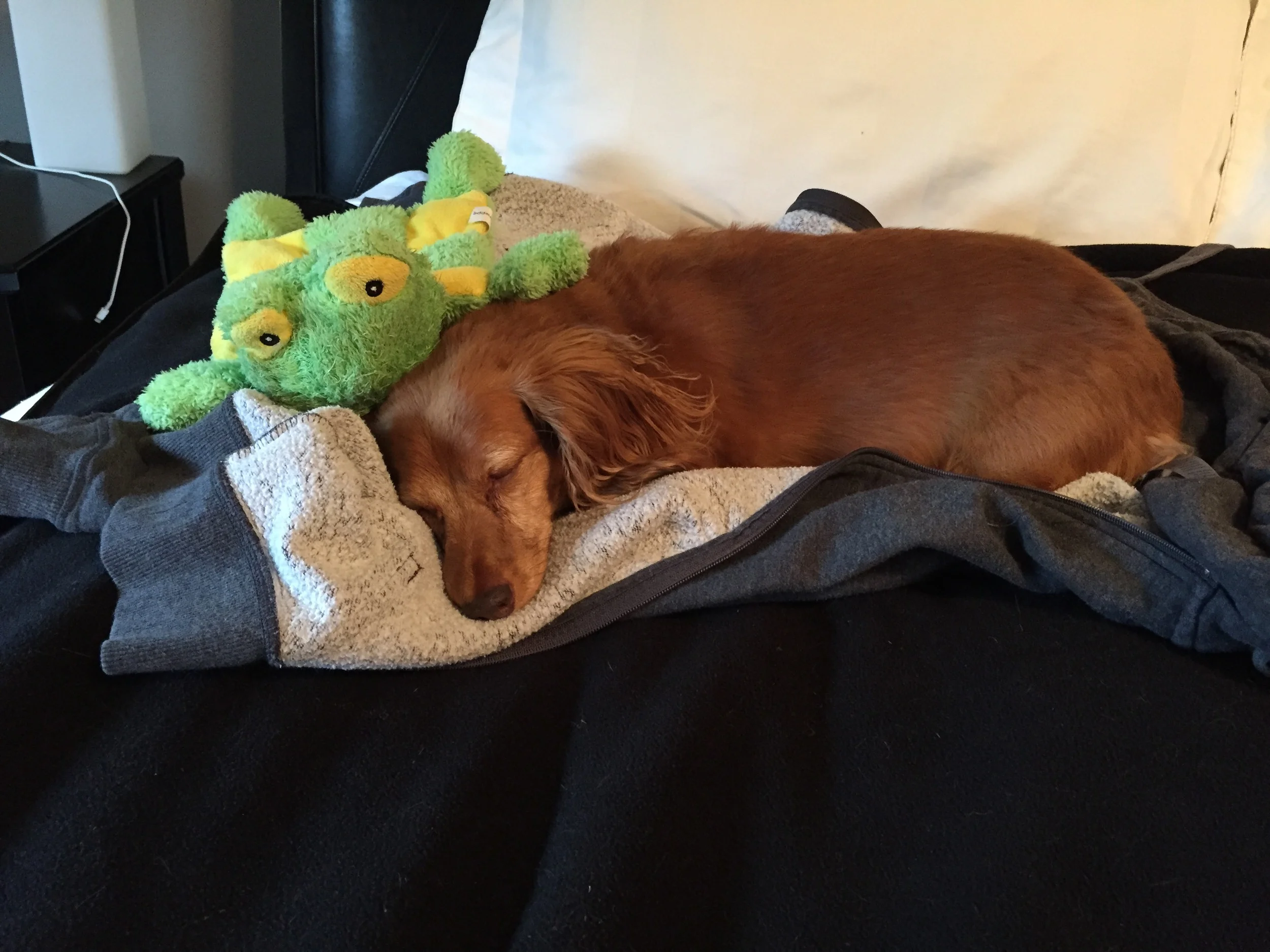 Sophie, You're The Most Amazing Dog in the World...