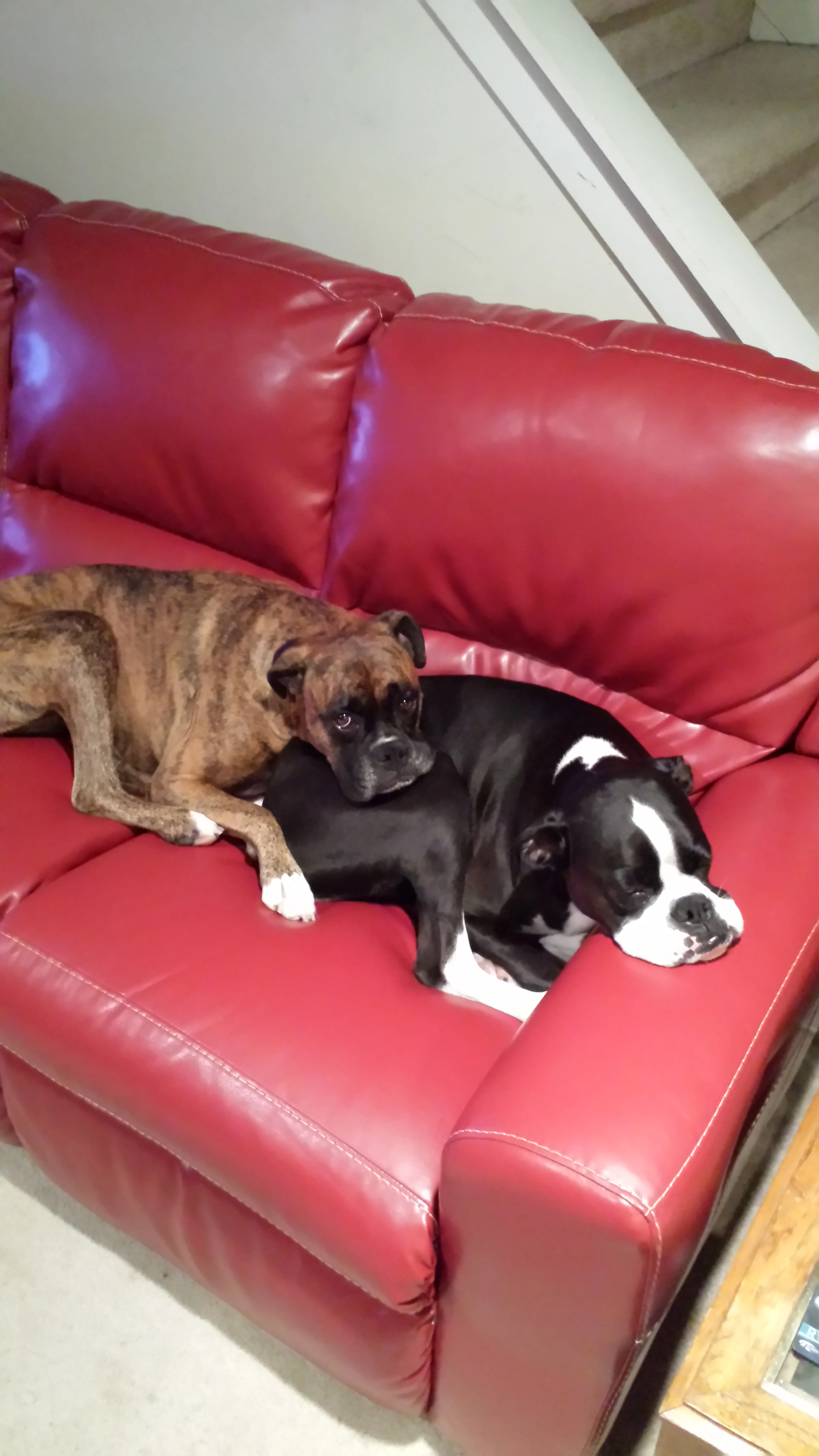 Koda Will Always Hold a Special Place in our Hearts