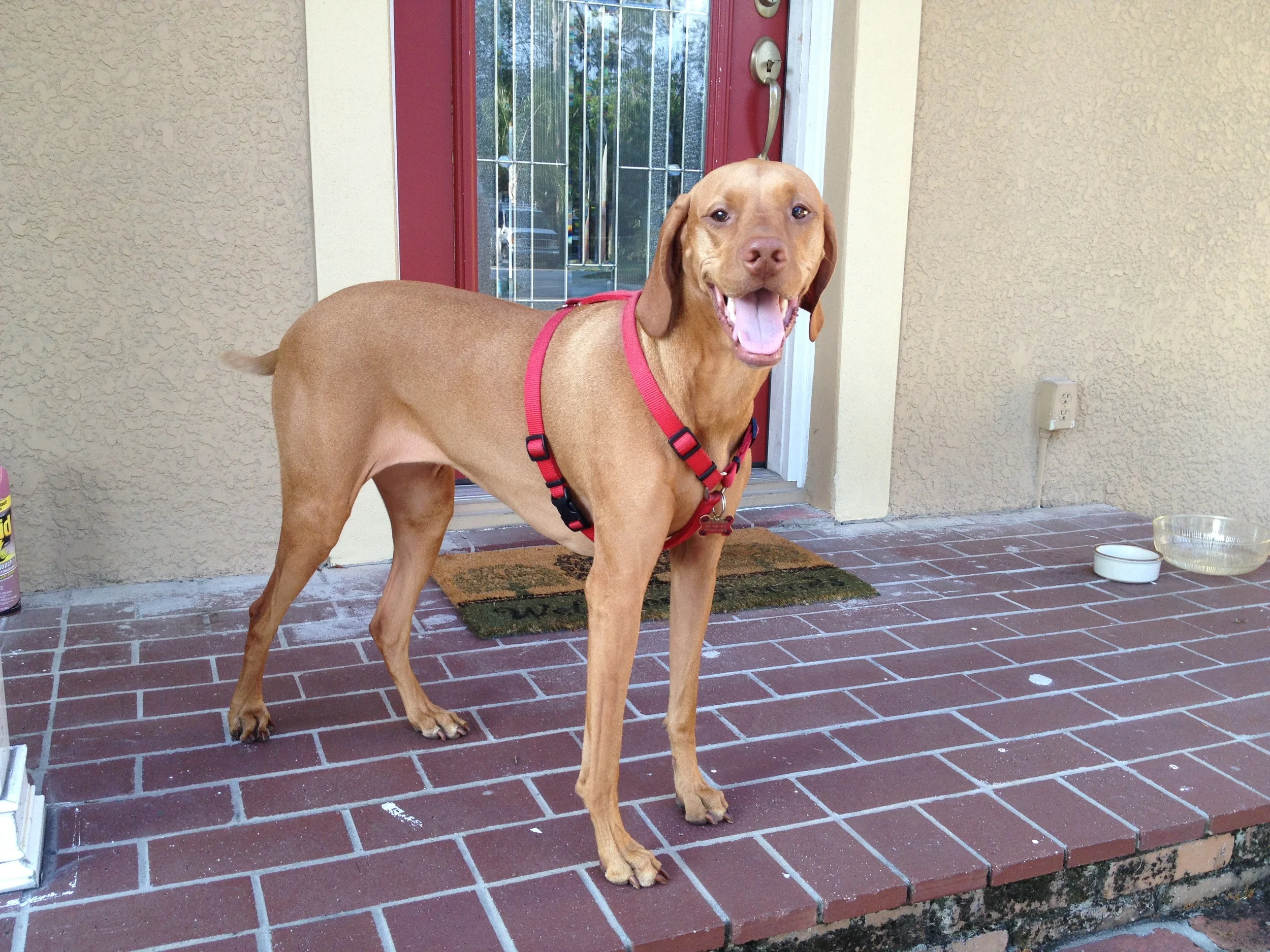 Laila, the Best Dog Ever and the Bravest