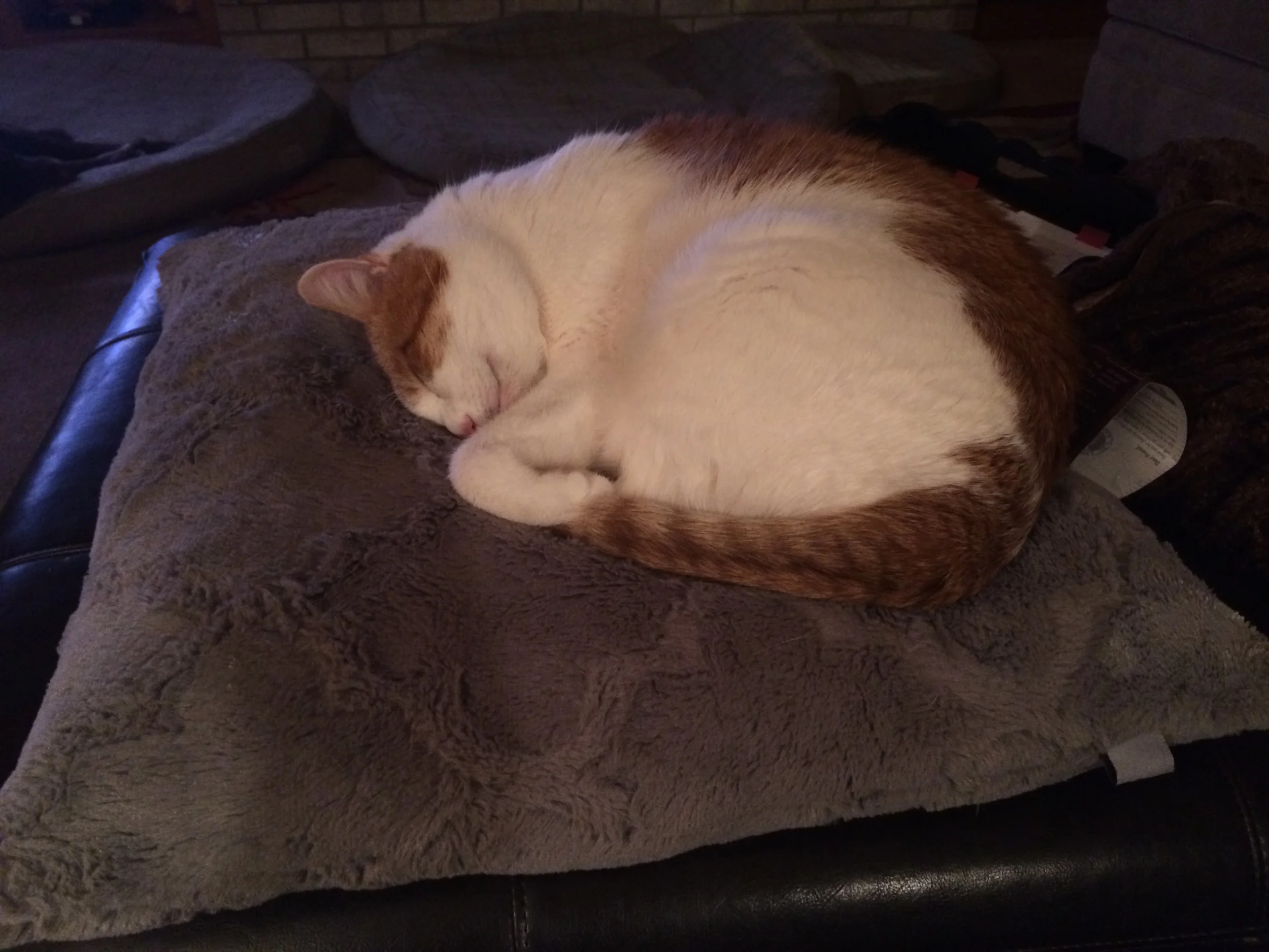 In Memory of George, the Life of the House