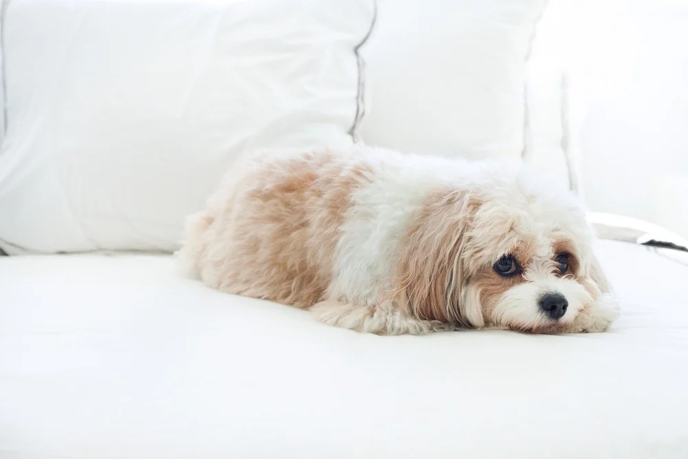 Macon - She Will be Forever Missed