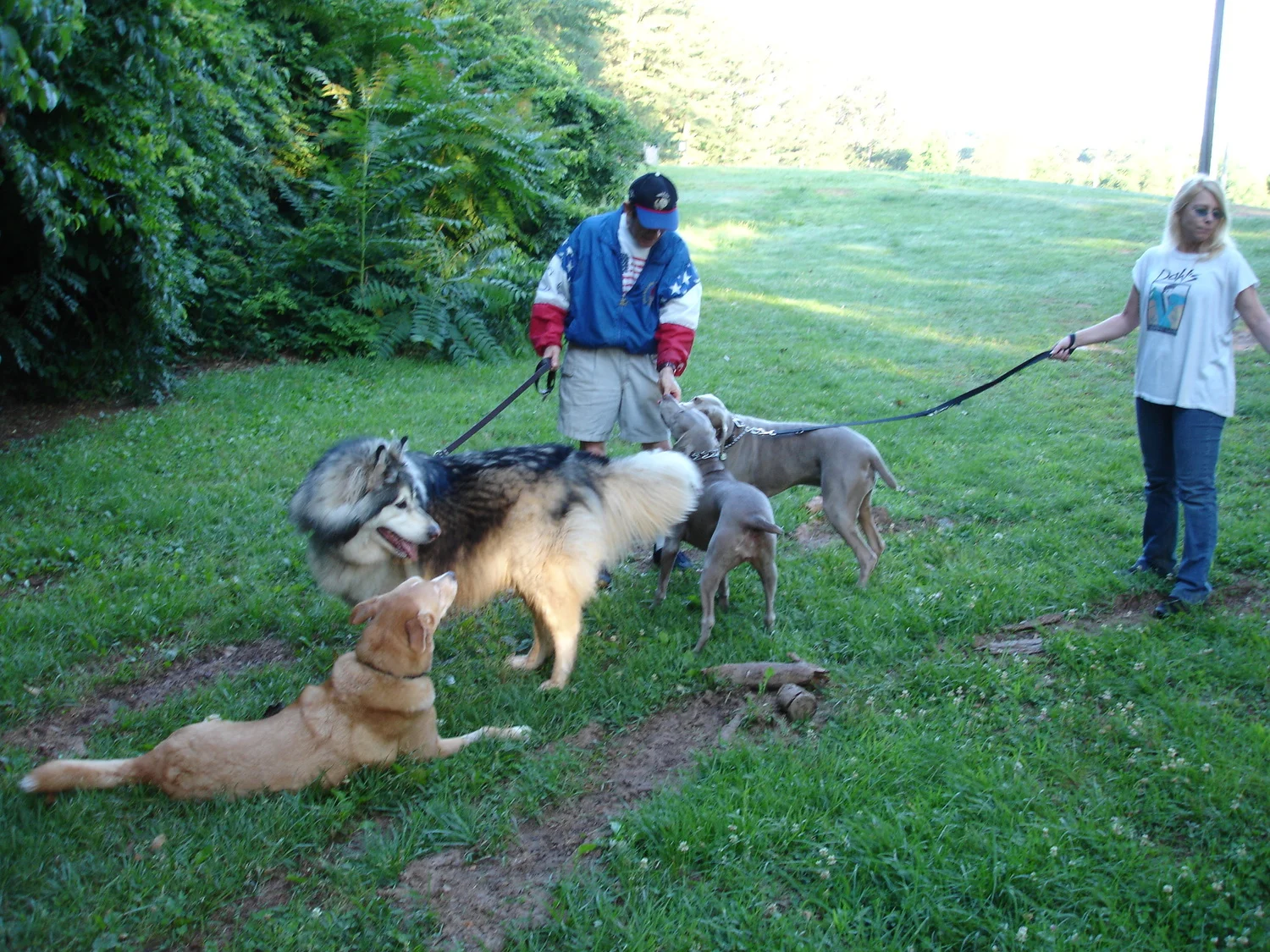 Laska, a Gentle Giant