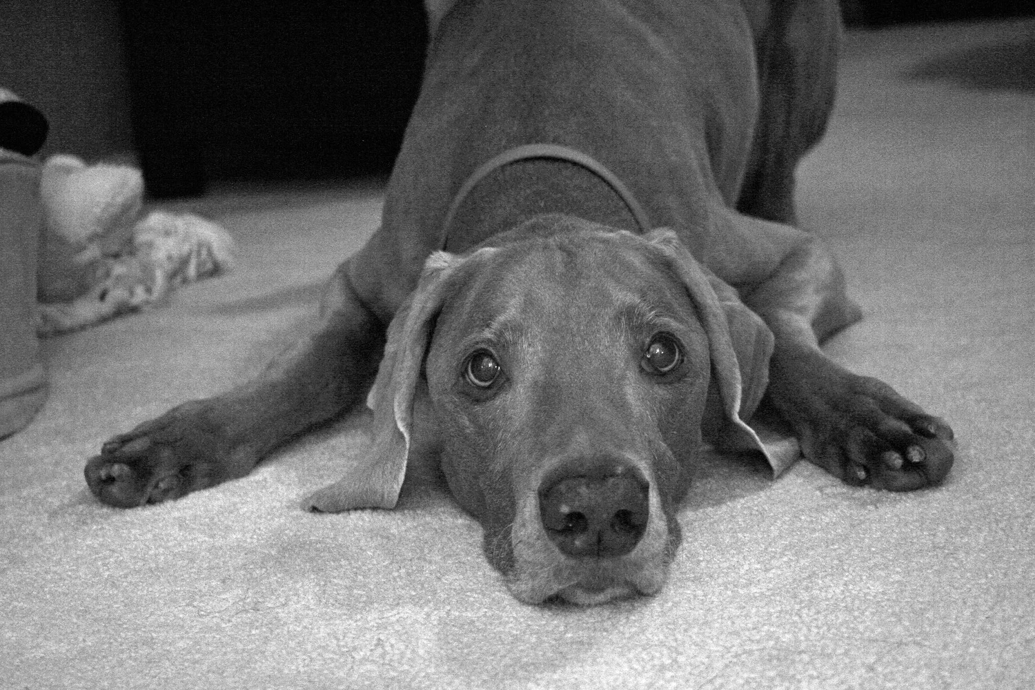 Cali, A Sweet and Gentle Girl