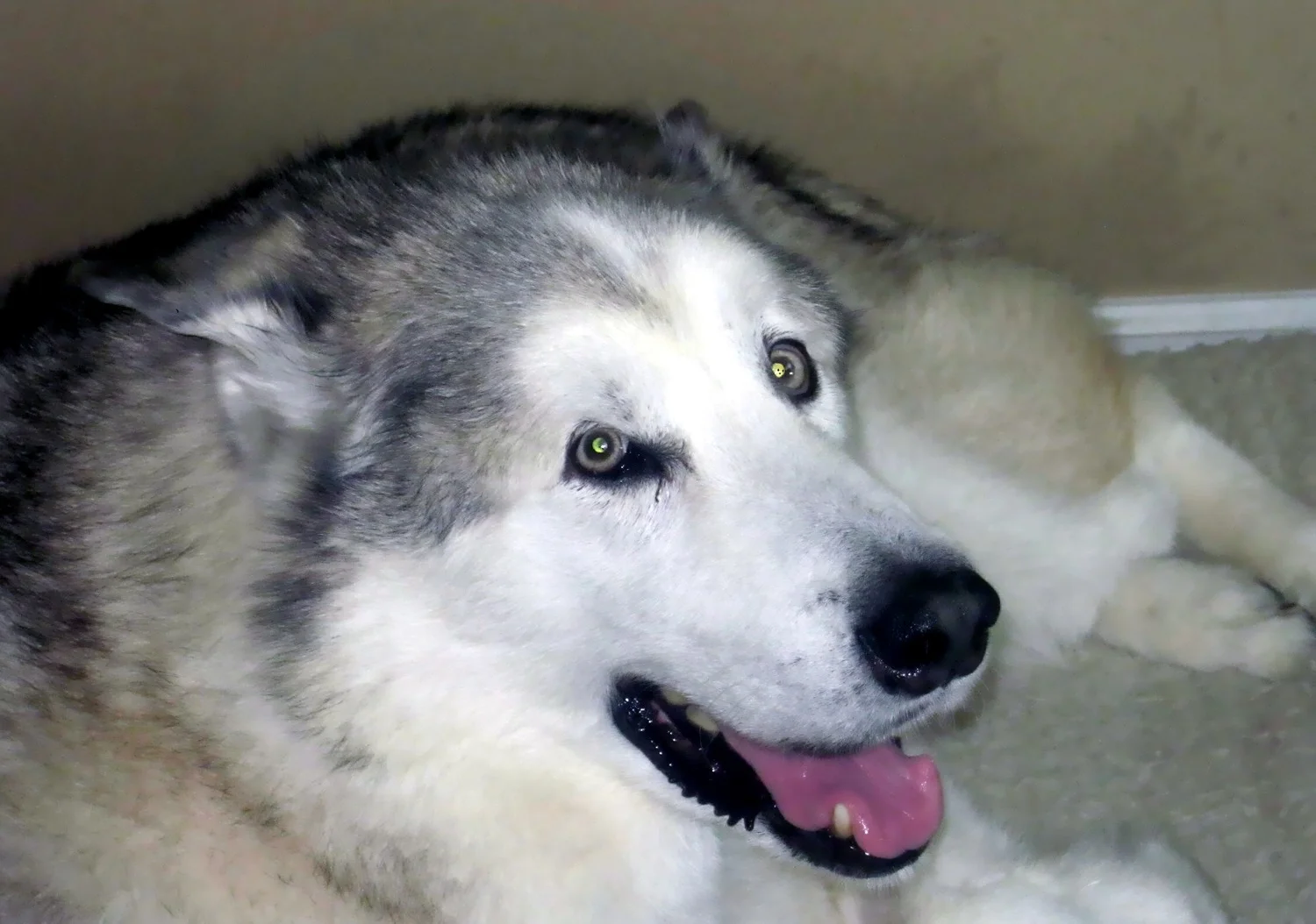 Shiloh, Much Loved. A Big Dog With a Big Heart