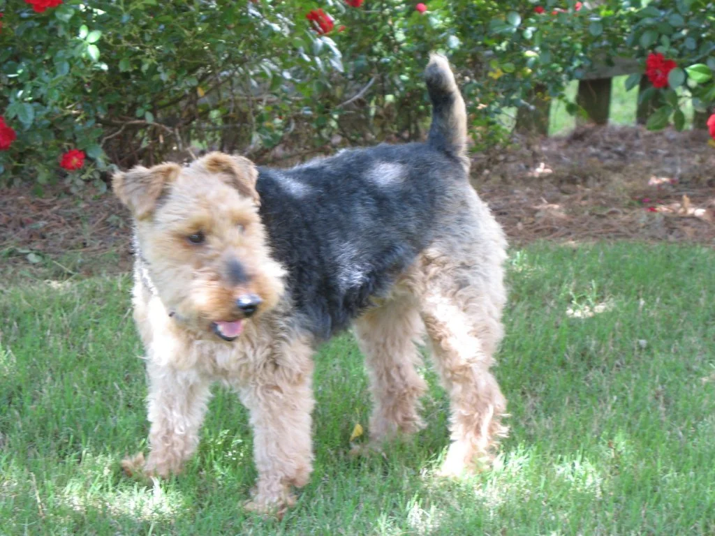 Tina, Our Beloved Welsh Terrier