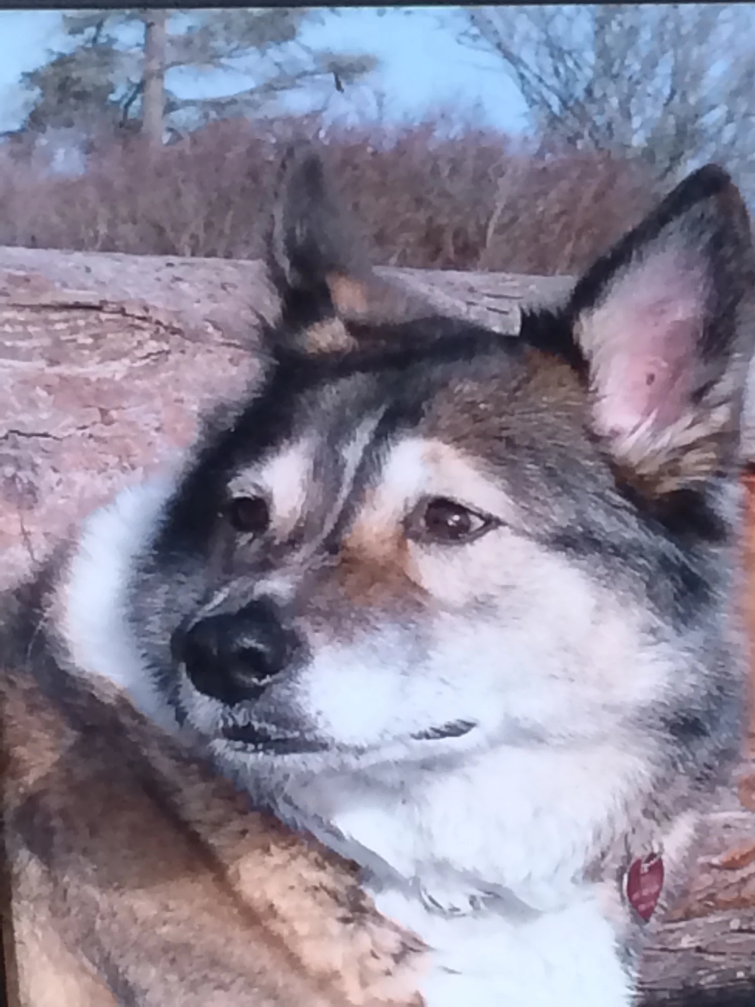 Sweet Sadie, Our Beloved Dog