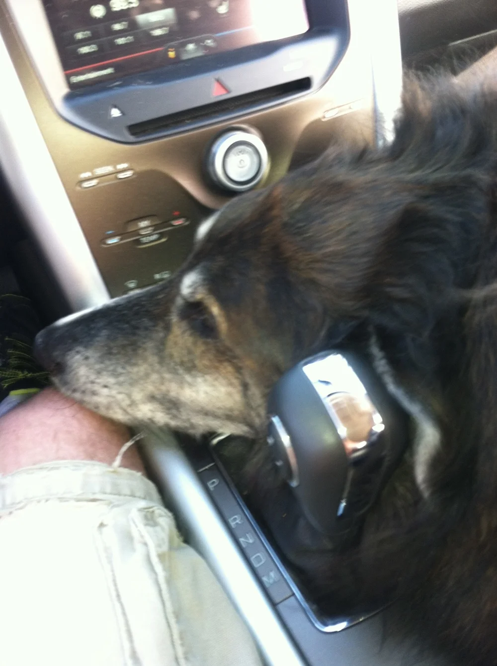 Diesel, You Are Missed Every Day