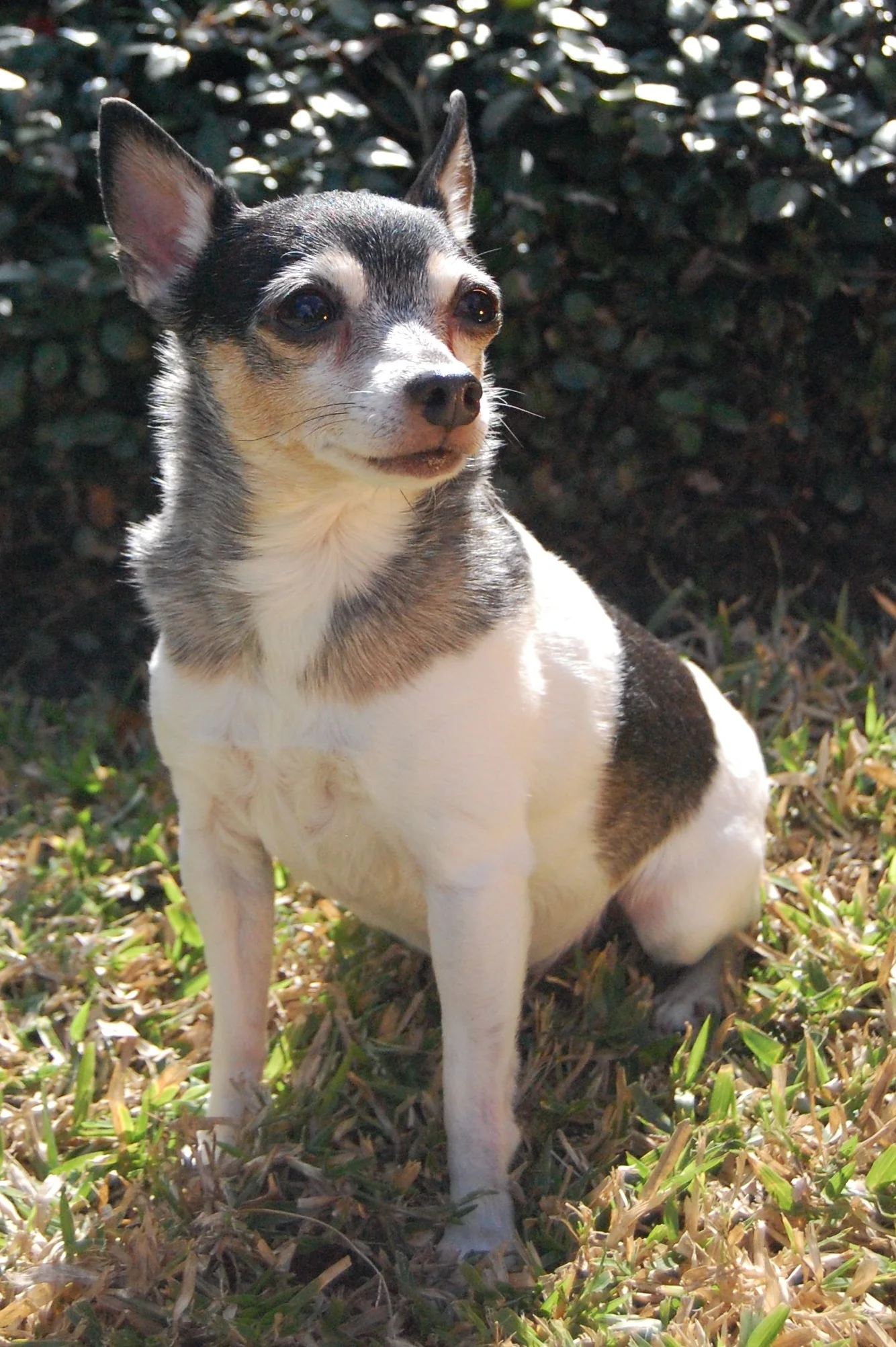 Roo, He Was and Will Always Be Our Special Little Guy