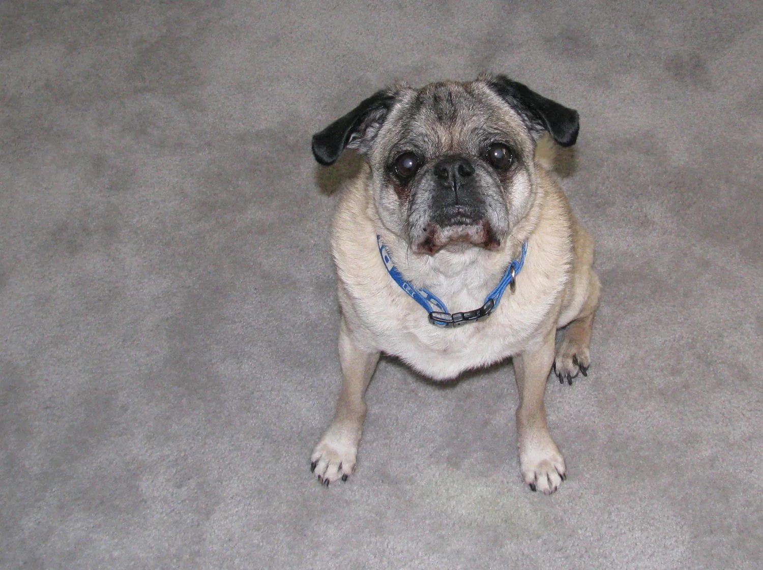 Sarge, You Will Live in My Heart Forever