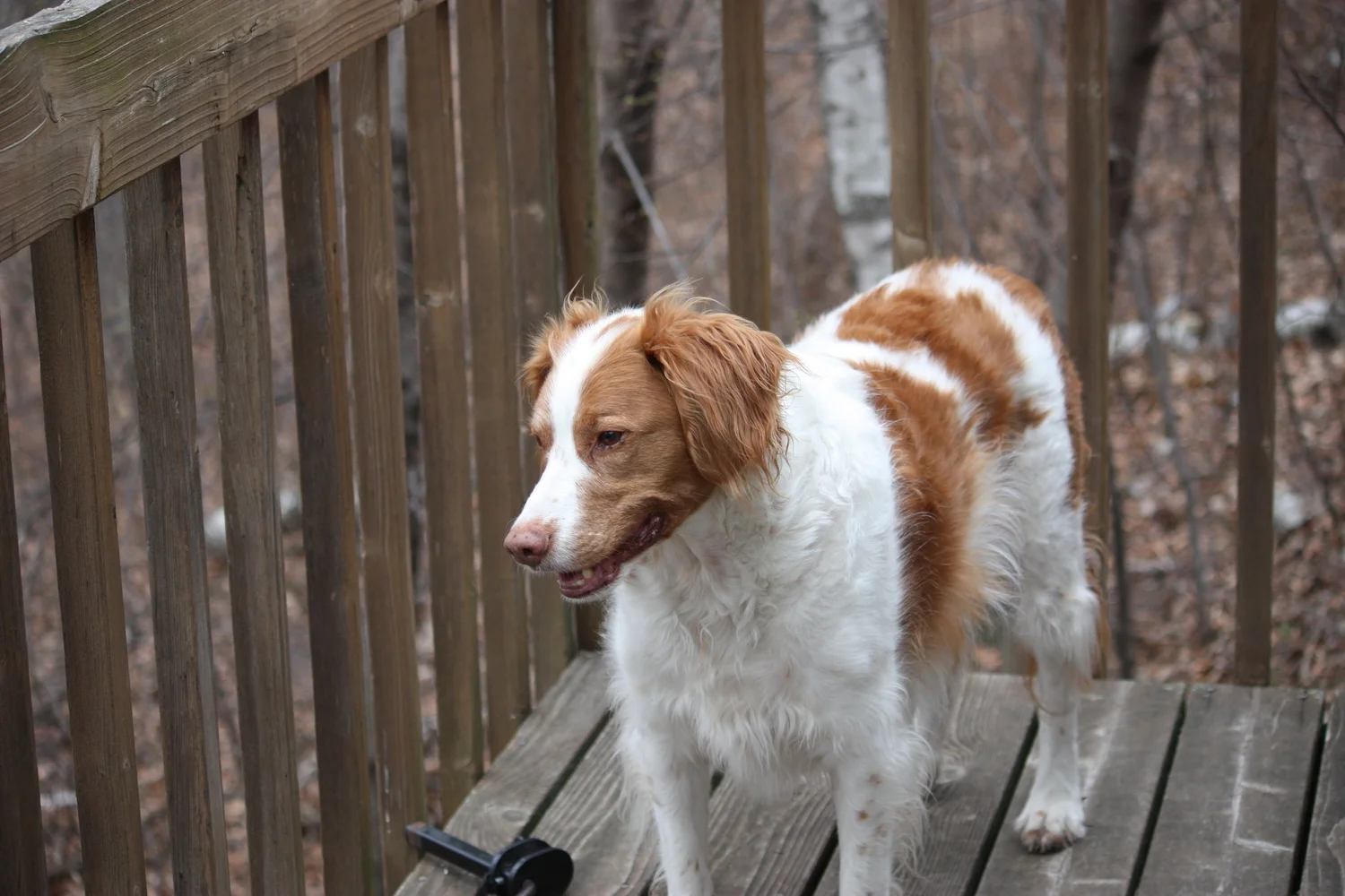 Dearest Cooper, You Are My Heart