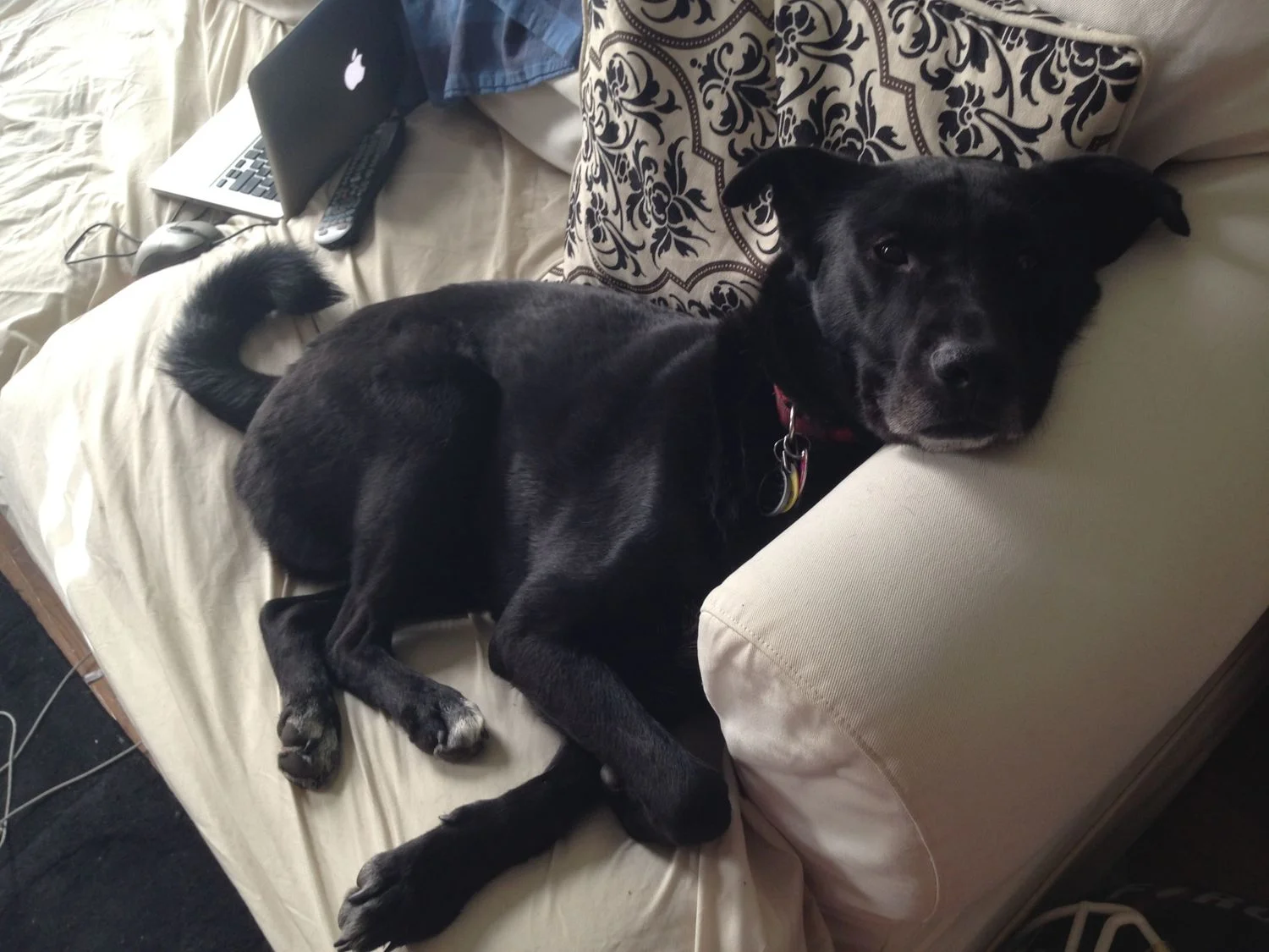 Murphy - a Chance at Life and the Care He Deserves