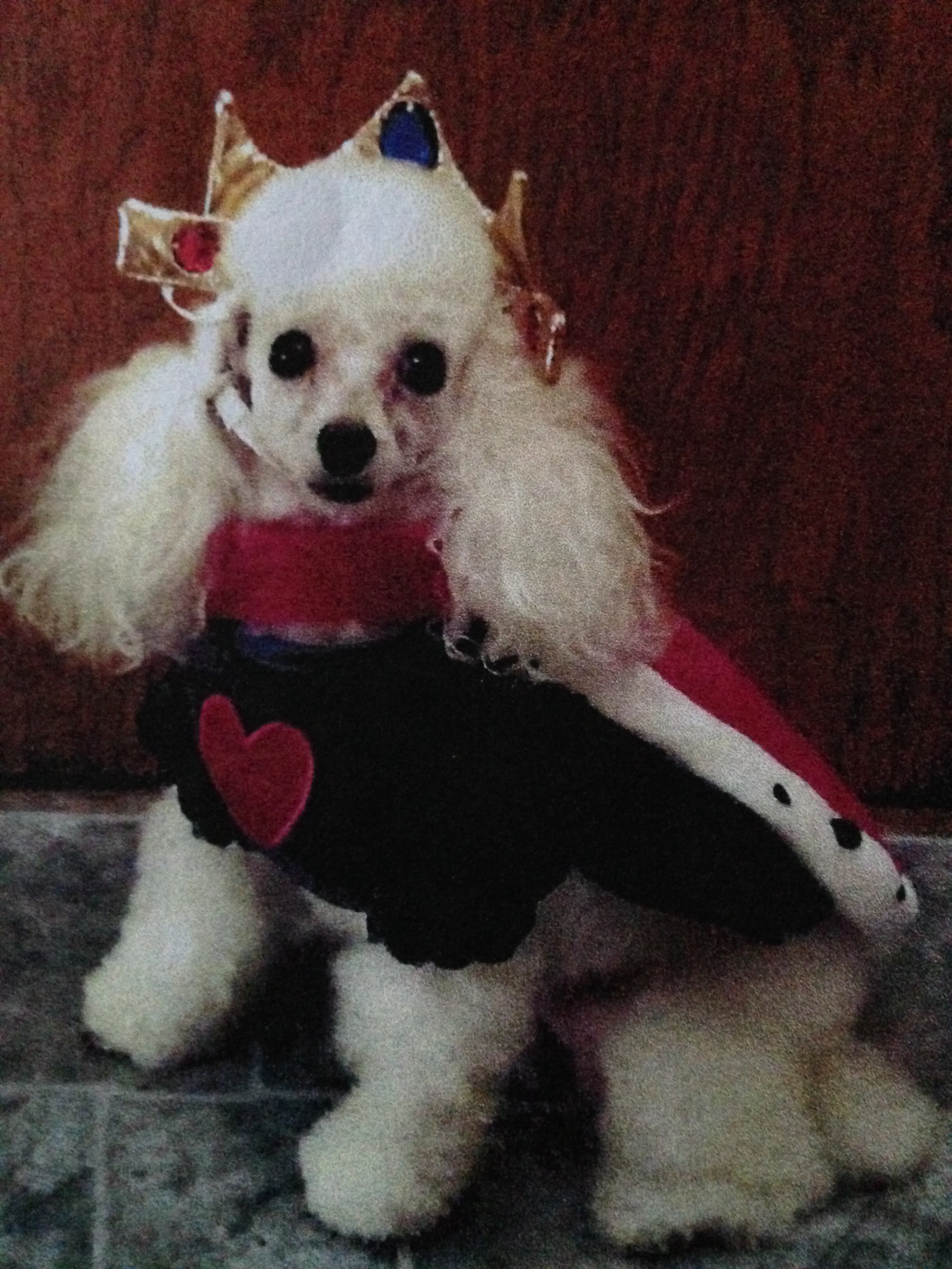 Queen Lola is Royally Robust