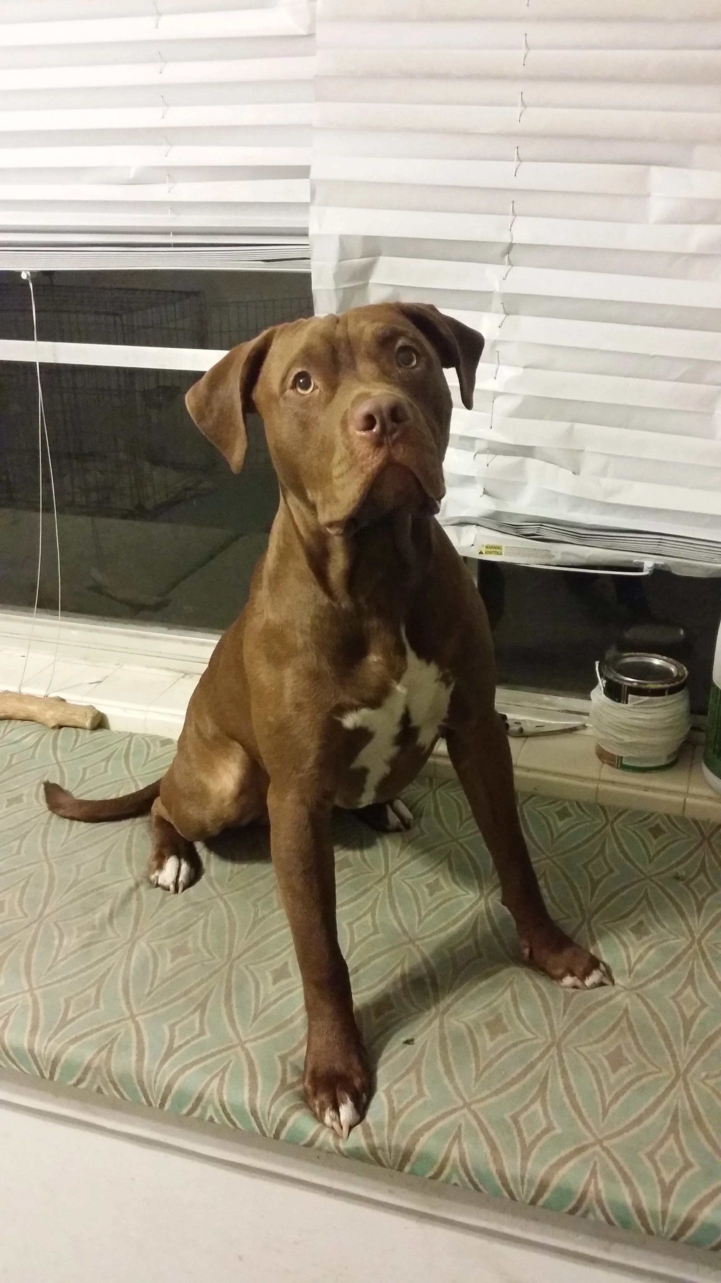 A Big Thanks from Bully!