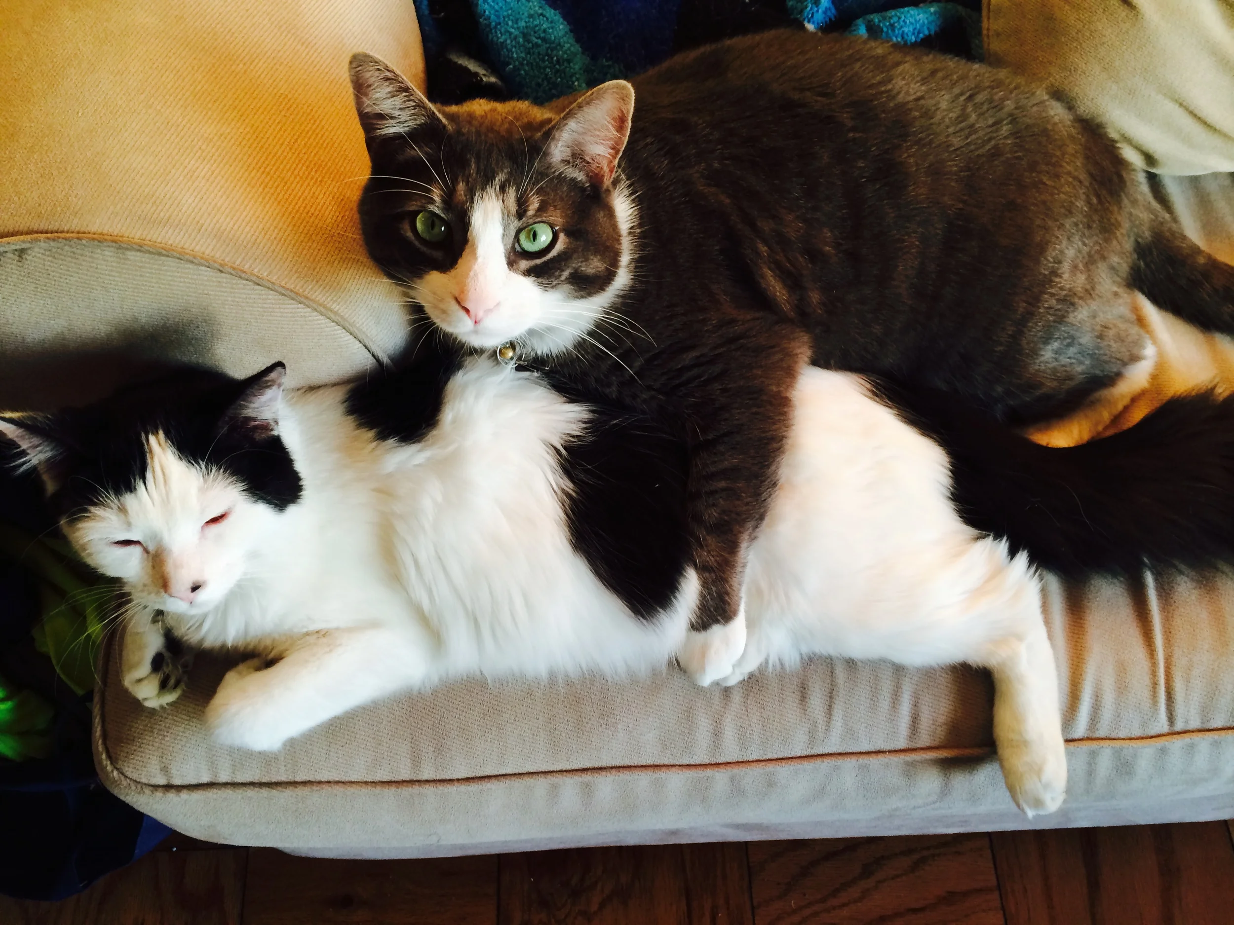 Thank You for Helping Mipsy