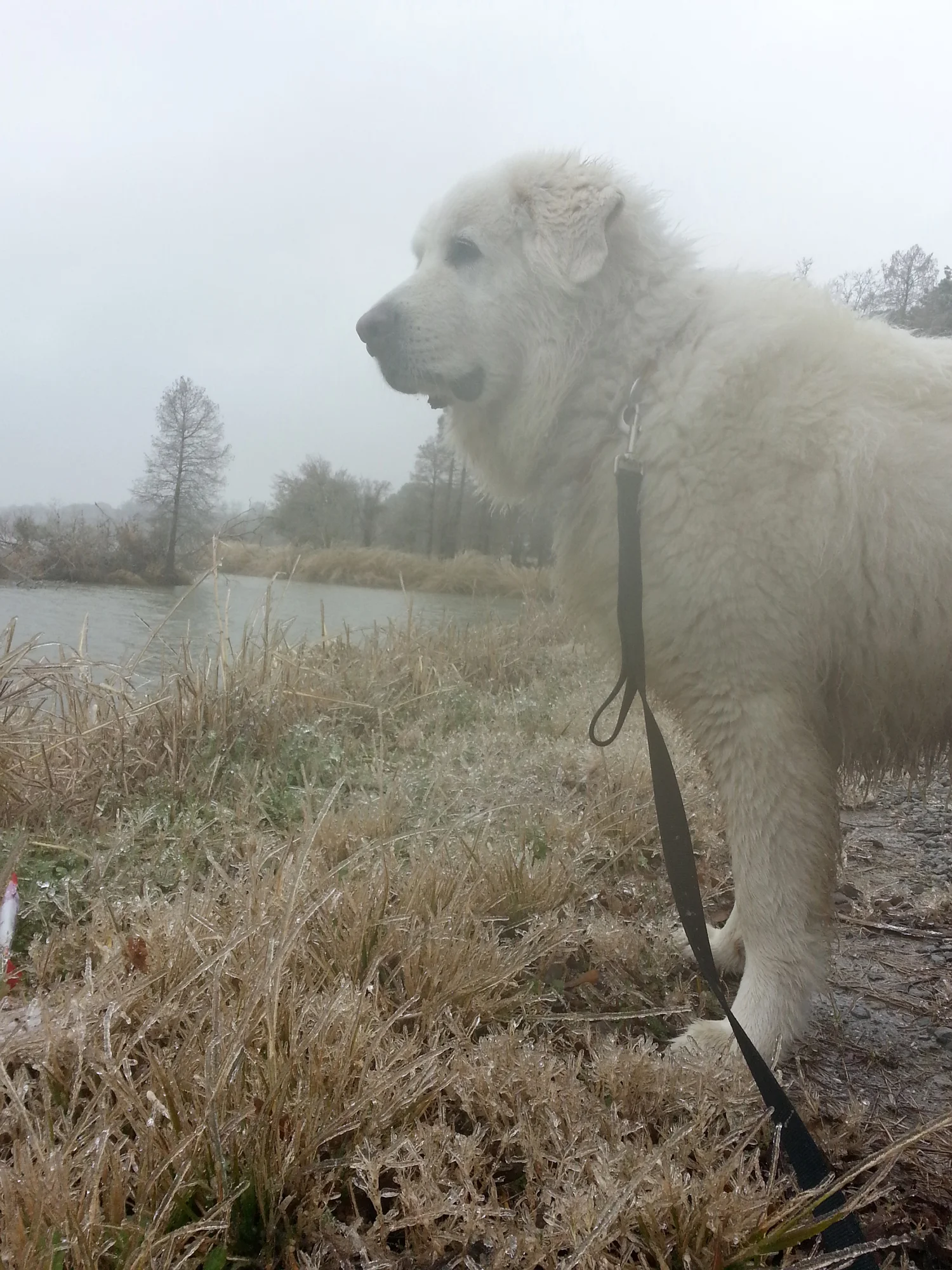 Puffernut, A Sweet and Wonderful Dog