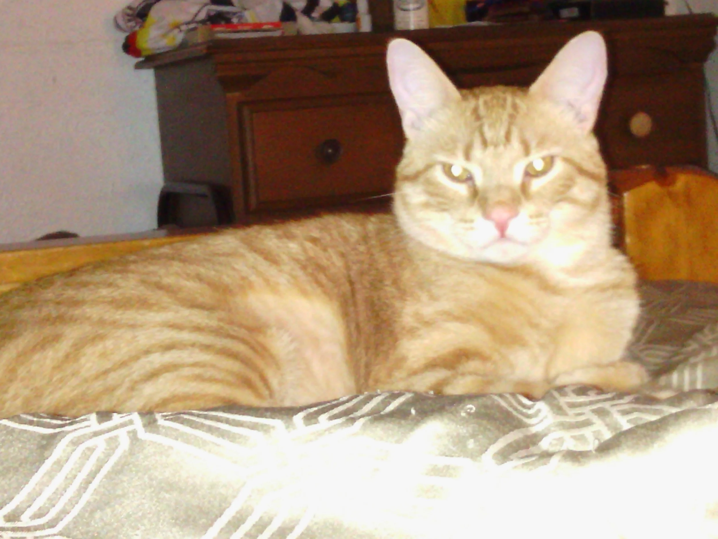 Huge Thanks to Frankie's Friends for Helping Biscuit