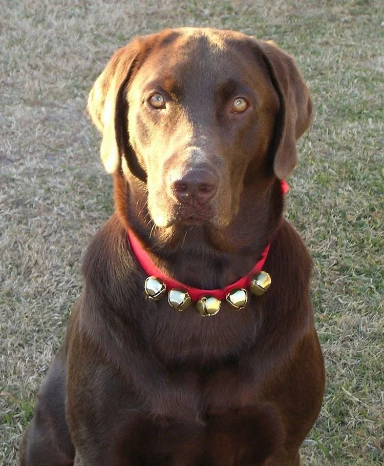 Olie, He Will Always Be a Member of Our Extended Family