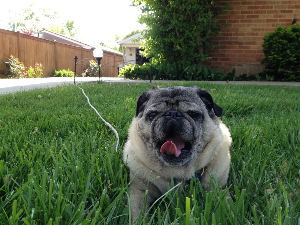 Buster, He Was My Best Friend