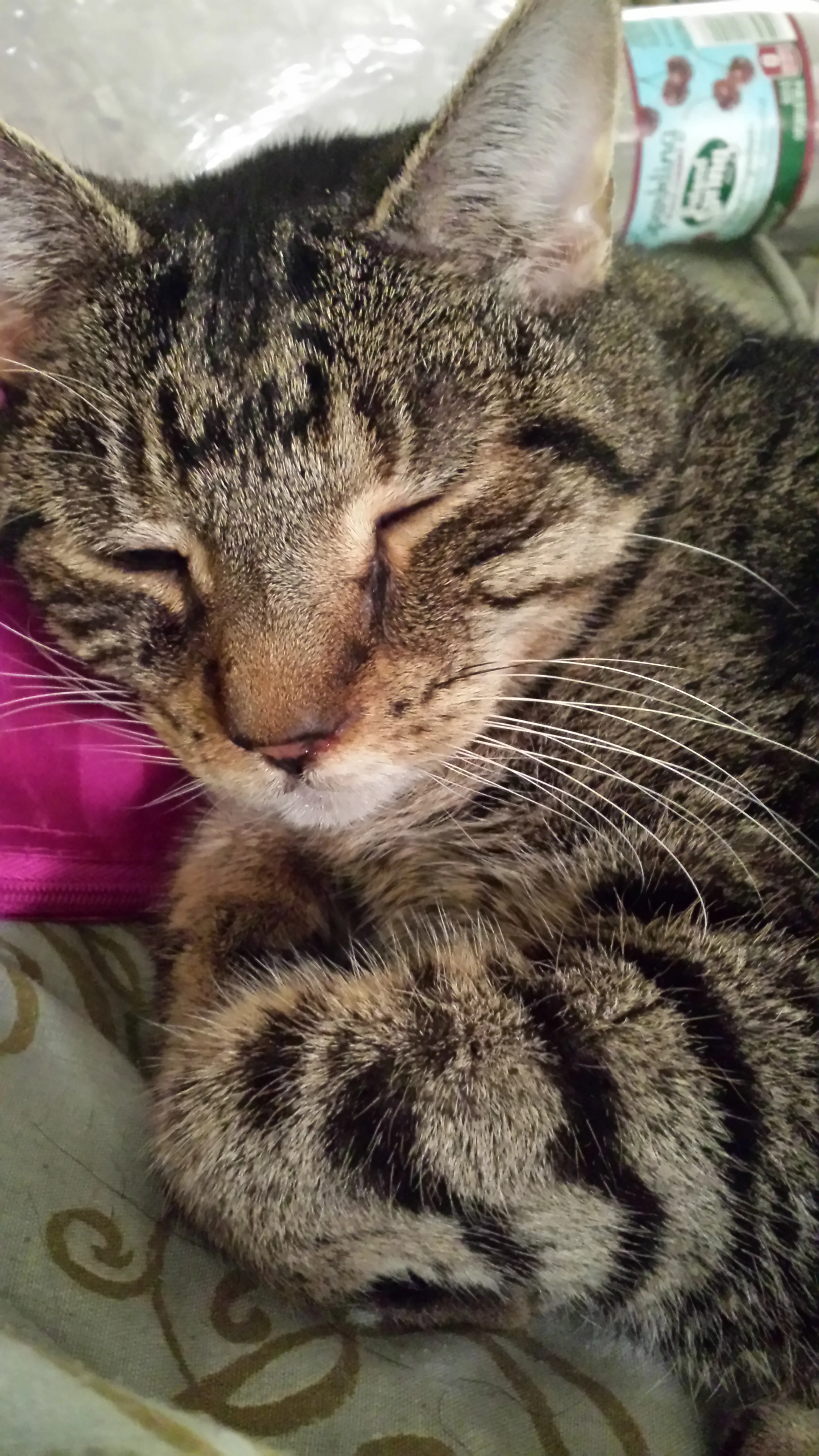 Thank You for Giving Us Hope for Daphne