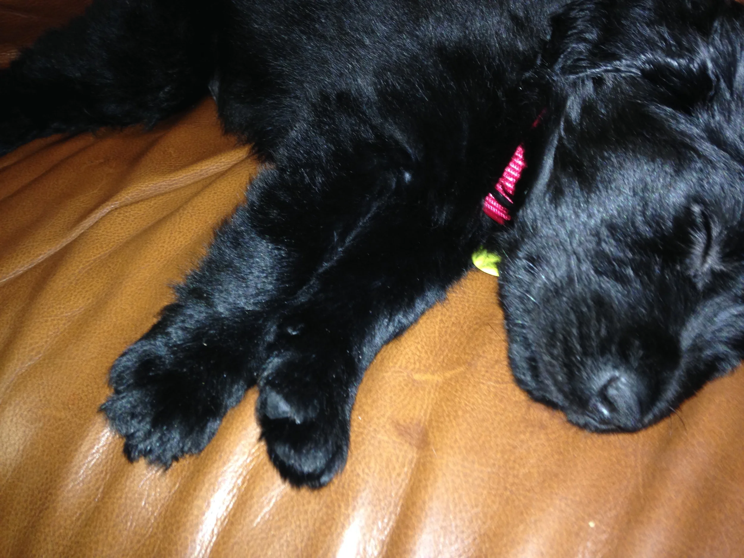 Thank You for Helping Our Beautiful Puppy Bear!