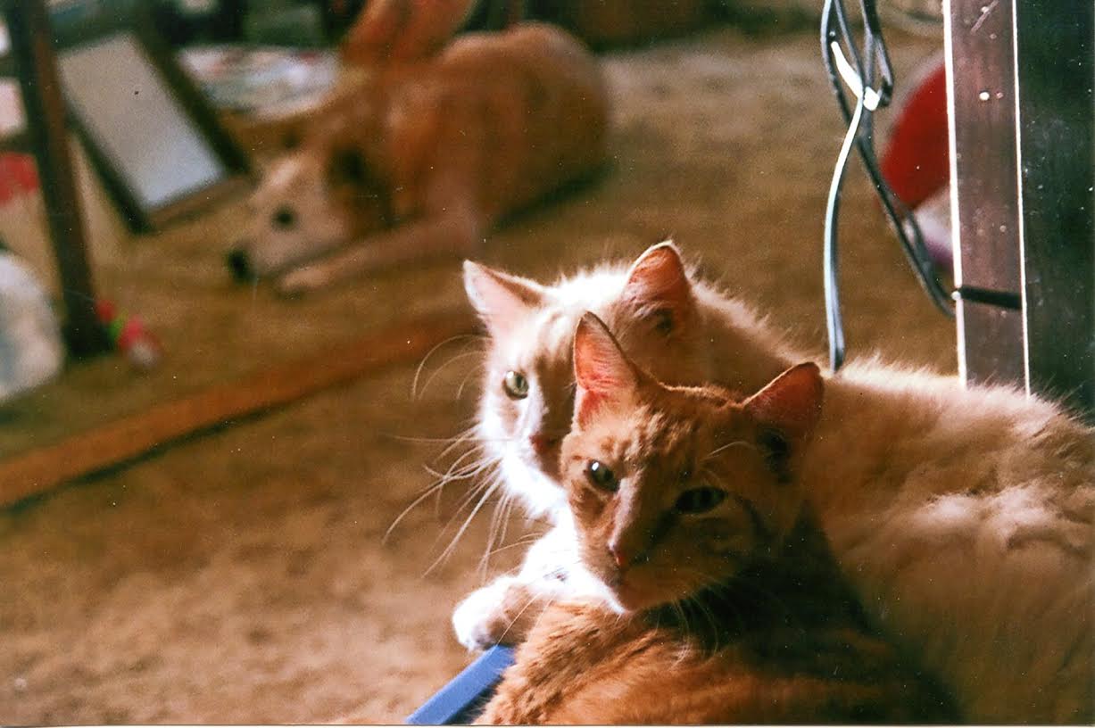 Thank You for Helping Tiger, My Guardian Angel