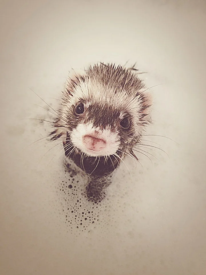 Thanks for Helping Little Ferret, the Light of Our Life