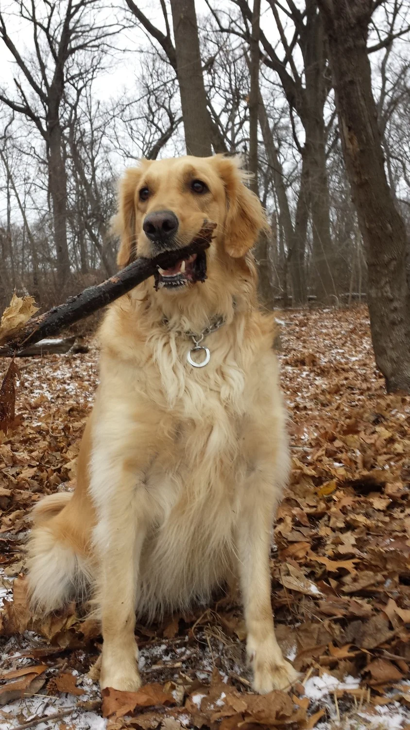 Thank you for Giving Goldie a Chance