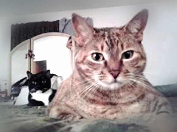 Pumpernickel, A Special Kitty and Hugs to All...