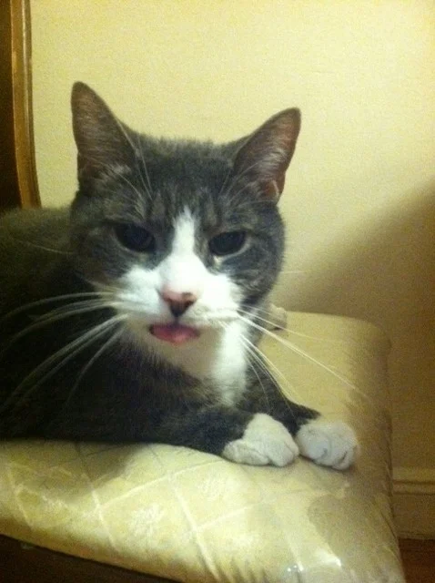 Dear Sweet Lucy is Recovering Beautifully!