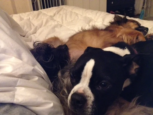 Stella - a Happy Healthy Dog