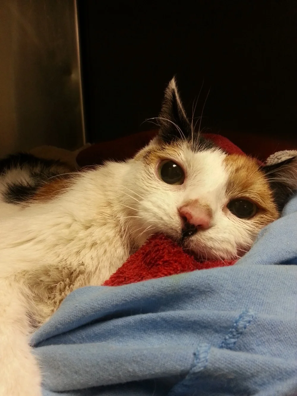 Noel Just Needed a Chance...