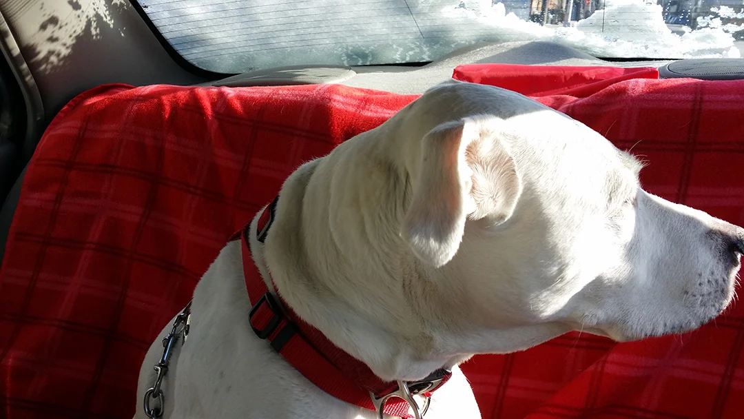 Skky has a Fighting Chance