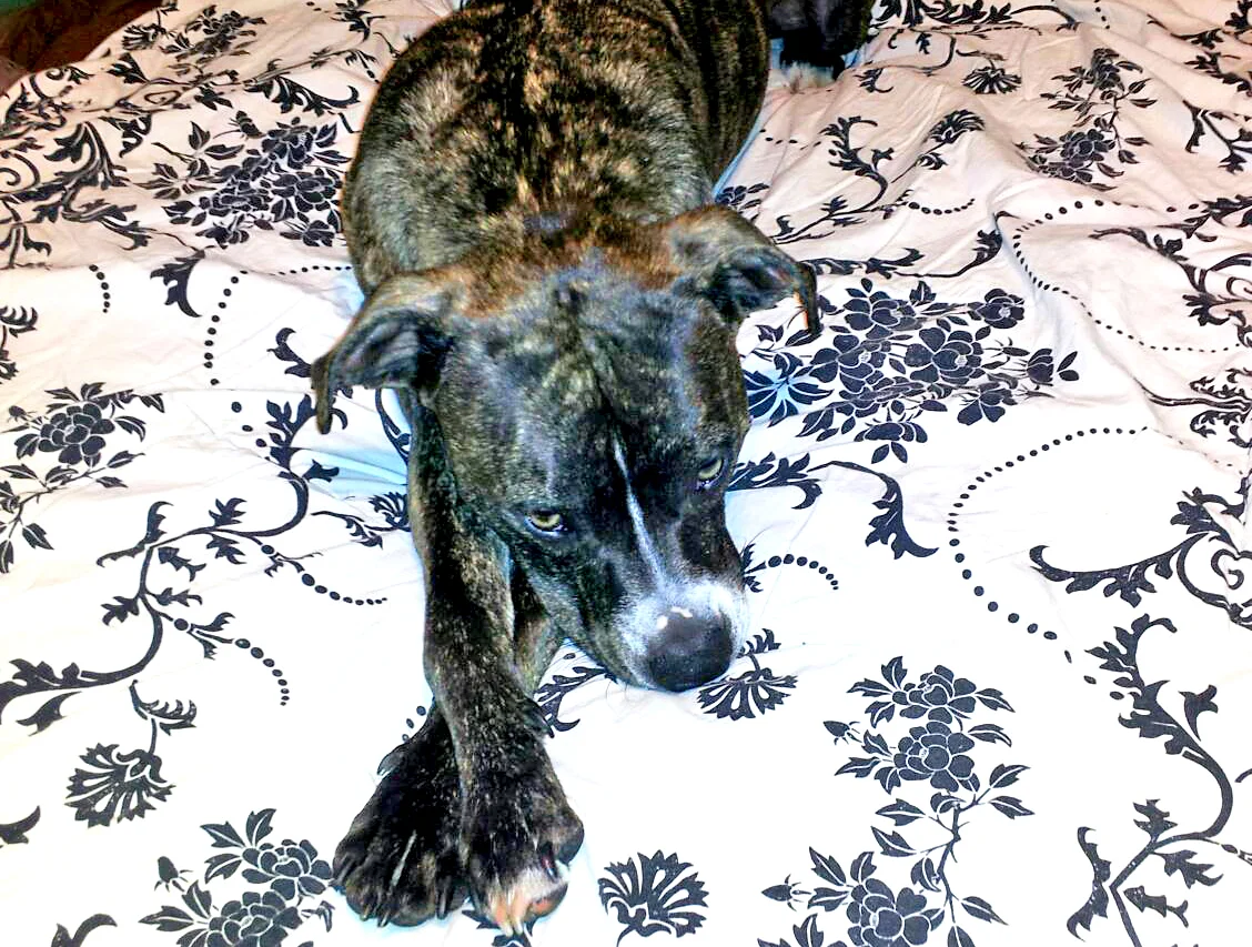 Brody is an Absolute Joy!