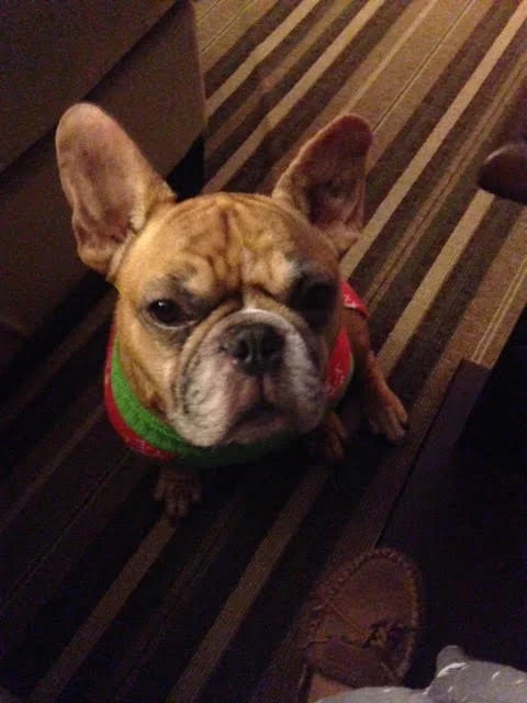 Our Little Frankie is an Absolute Joy!