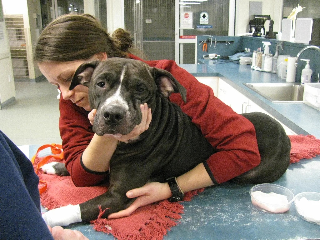 Thank you for Helping Save Vixen!