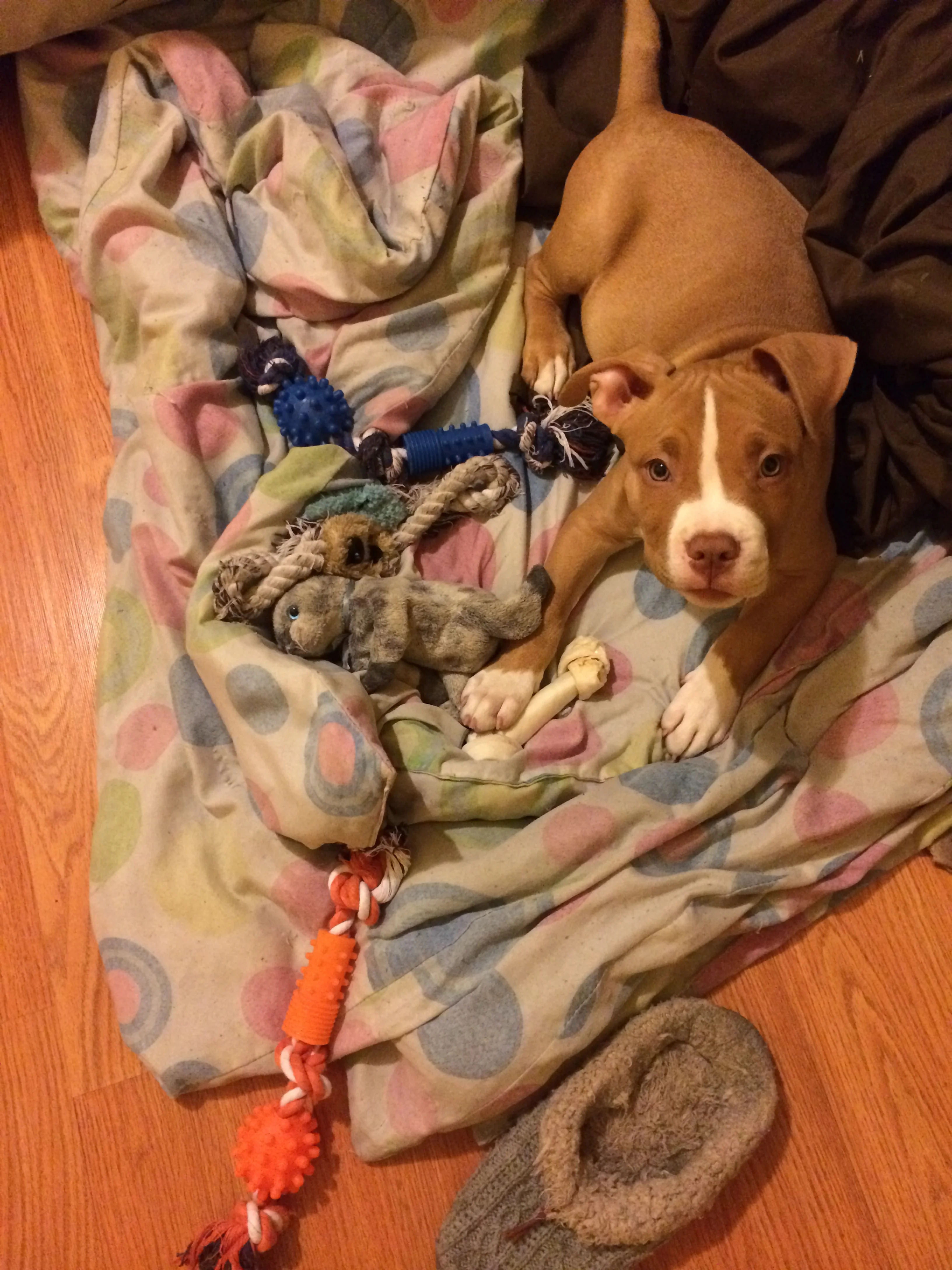 Thank You For Helping to Save Our Baby Prince, A Part of Our Family and Loved By So Many