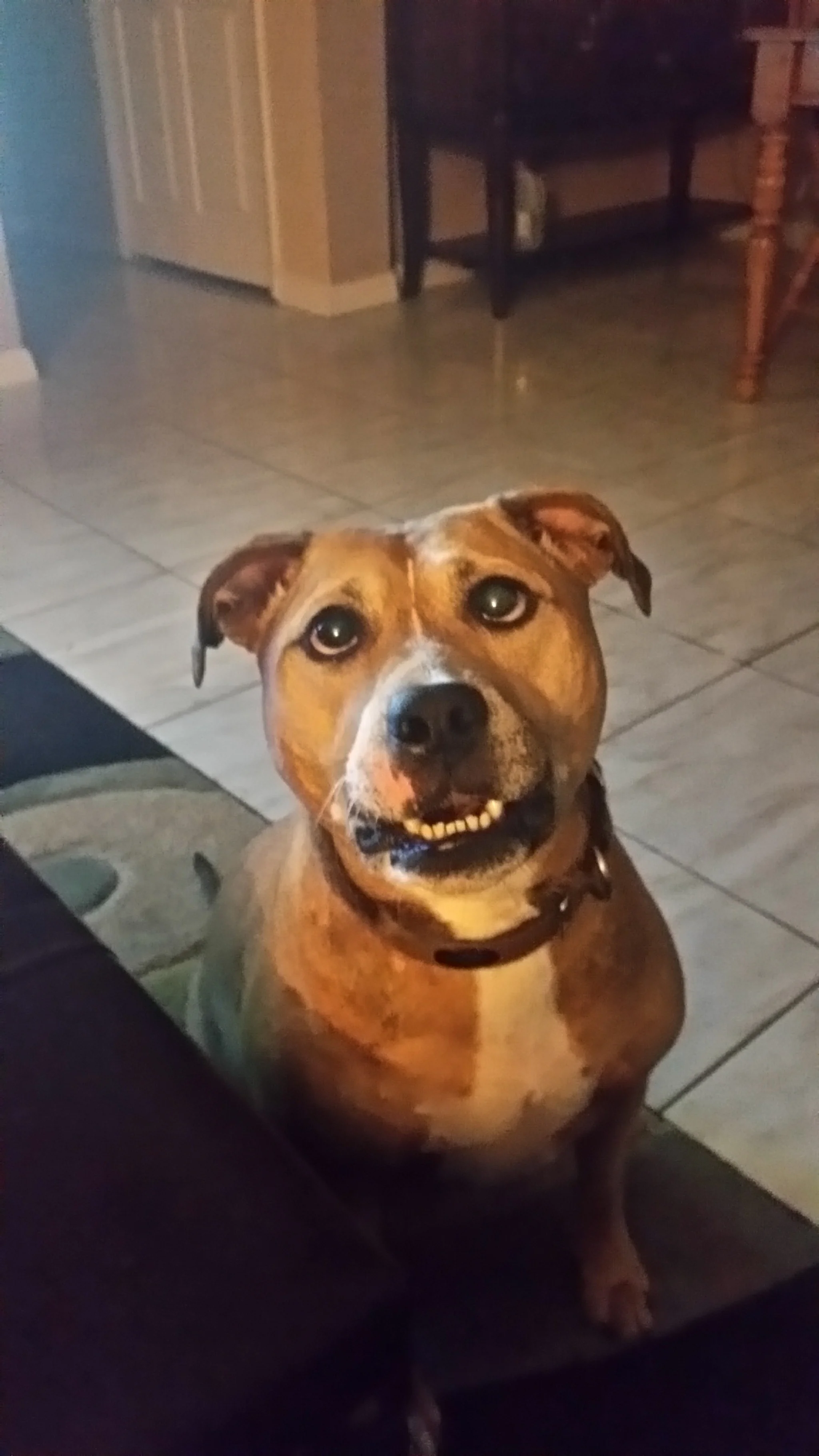 Thanks for Helping to Save Gemini, A Gentle, True Ambassador