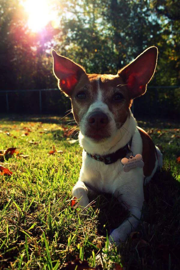 Thank You for Giving Me Six Extra Months With My Best Friend Bugger