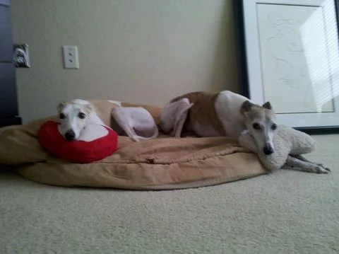 For Our Beloved Jack