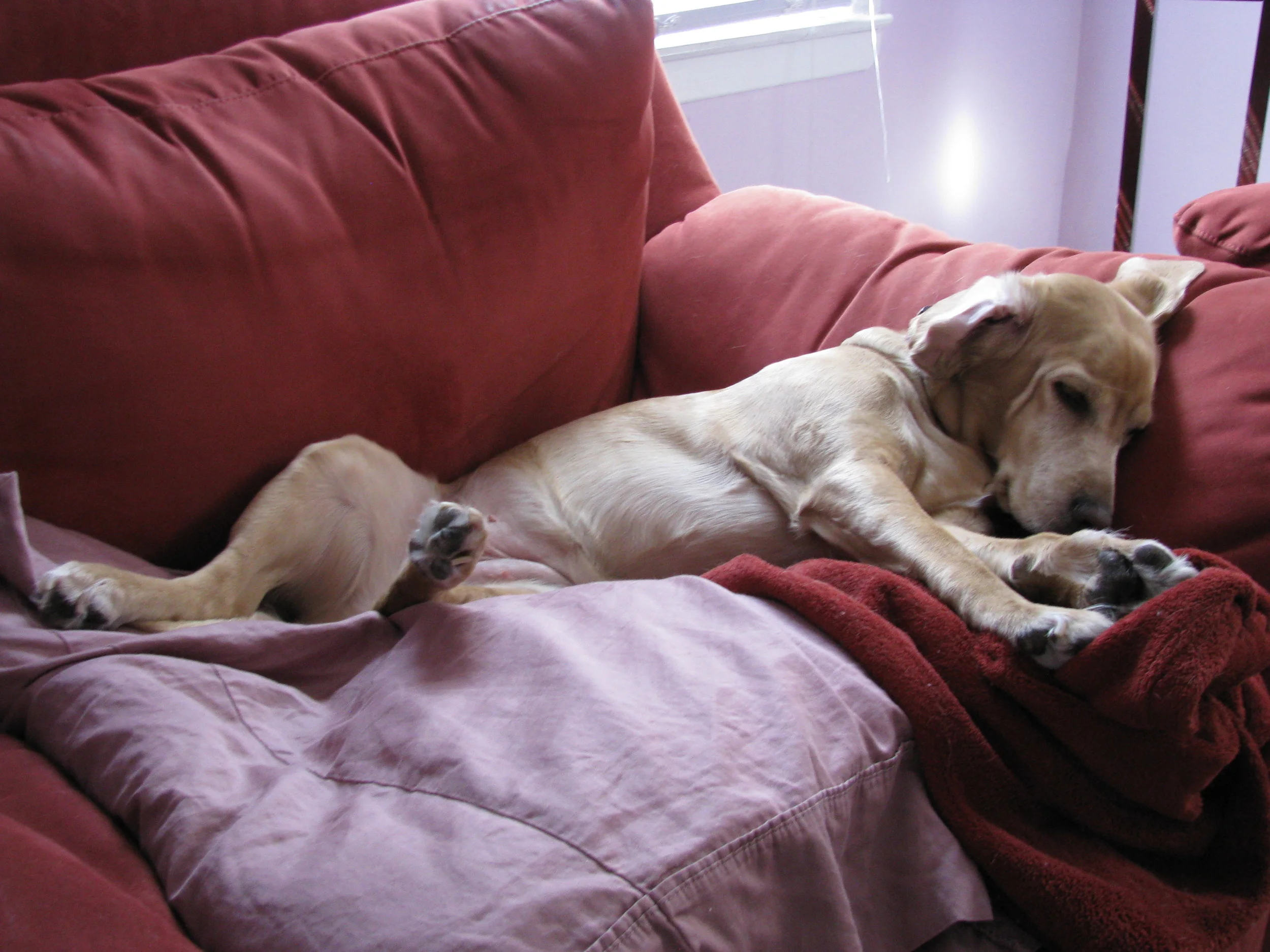 Thank You for Helping Nala, the Best Part of Our Life