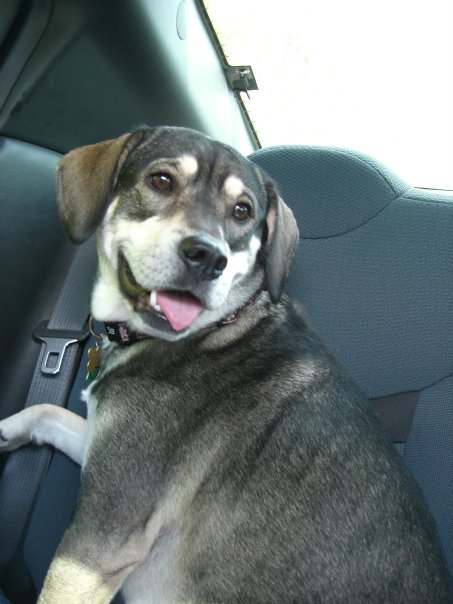 Thank You for Helping Our Beloved Chloe Back to Health