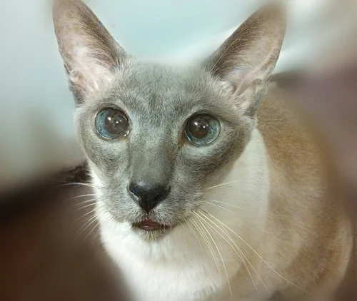 Ivan, a Sweet, Constant Companion