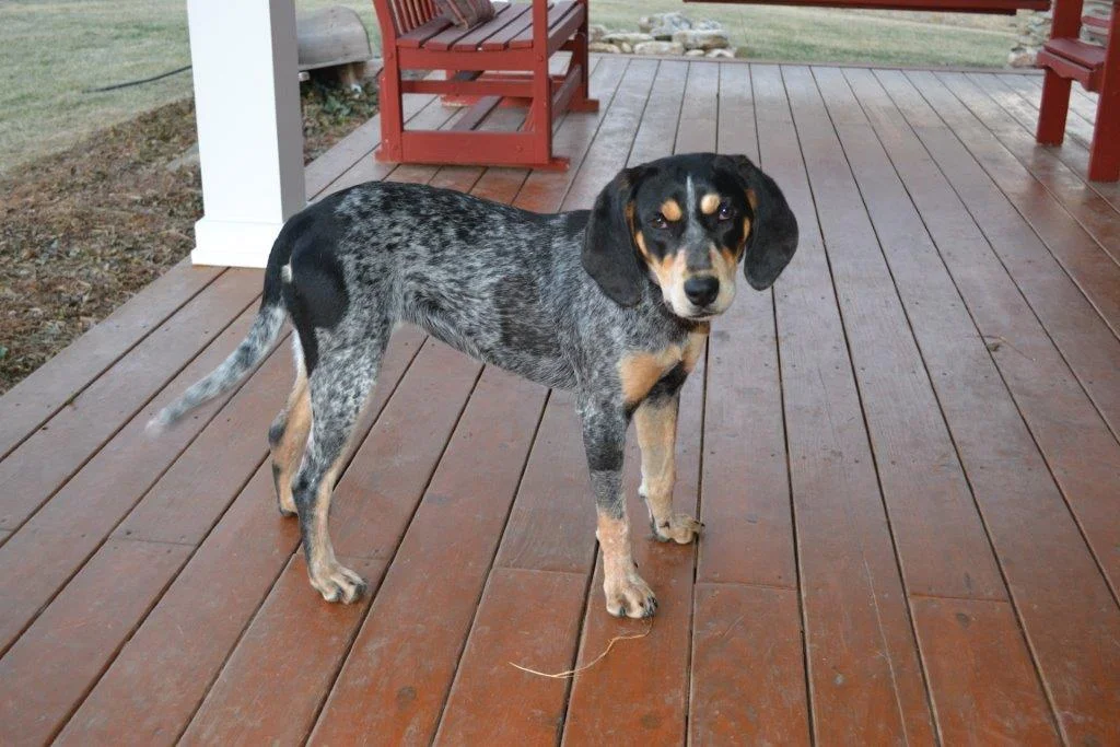 Thank You for Giving Our Remington a Second Chance!