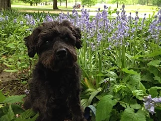 Bunny, a Wonderful Dog and My Best Friend