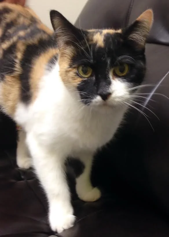 Thank You for Making S'more Happy Once Again!