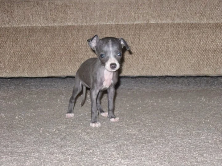 We Needed Shadow As Much As She Needed Us...