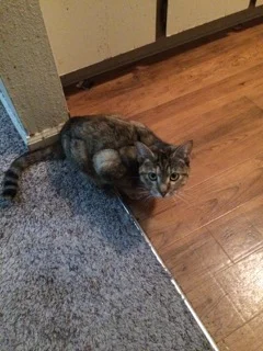 Thank You for Helping Scruffy!