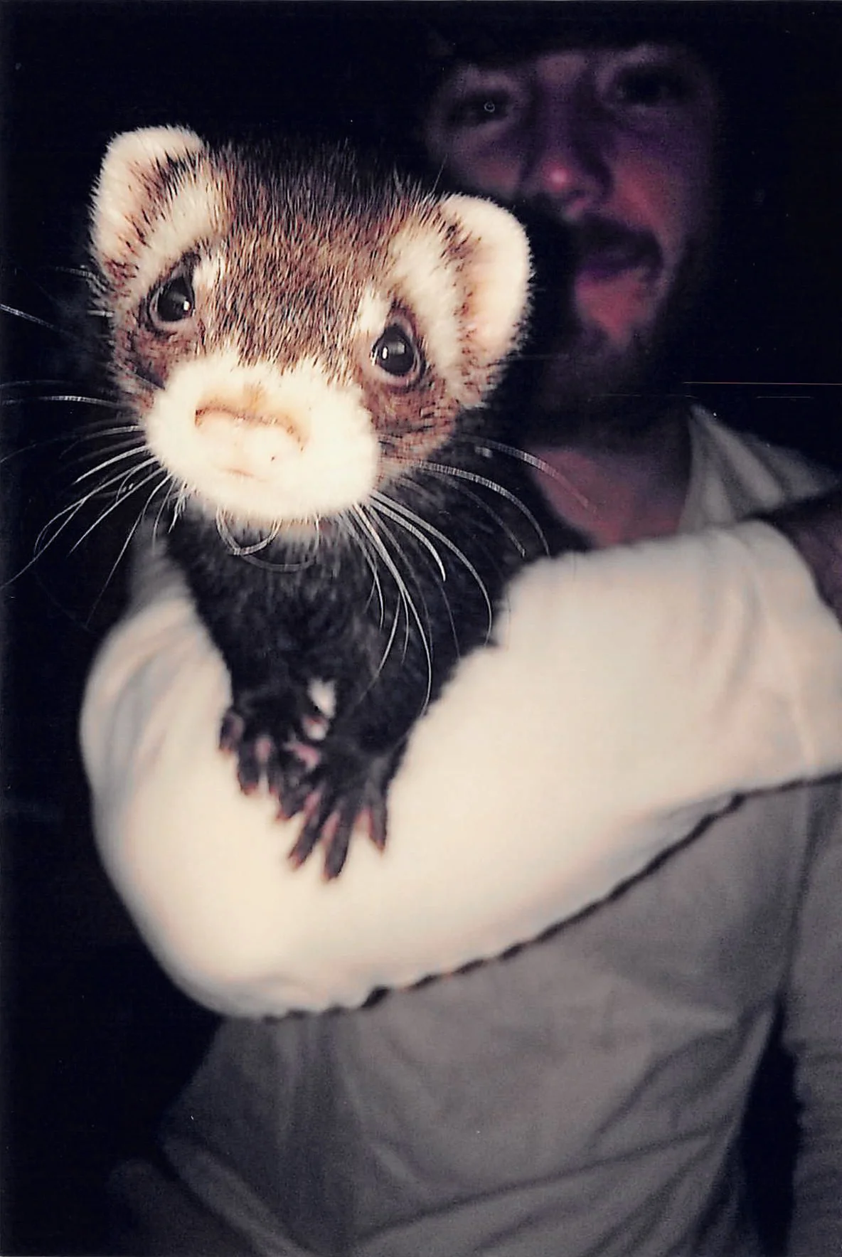 We're Saying Thank You Again for Helping to Save Little Ferret